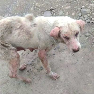 Белла на улице